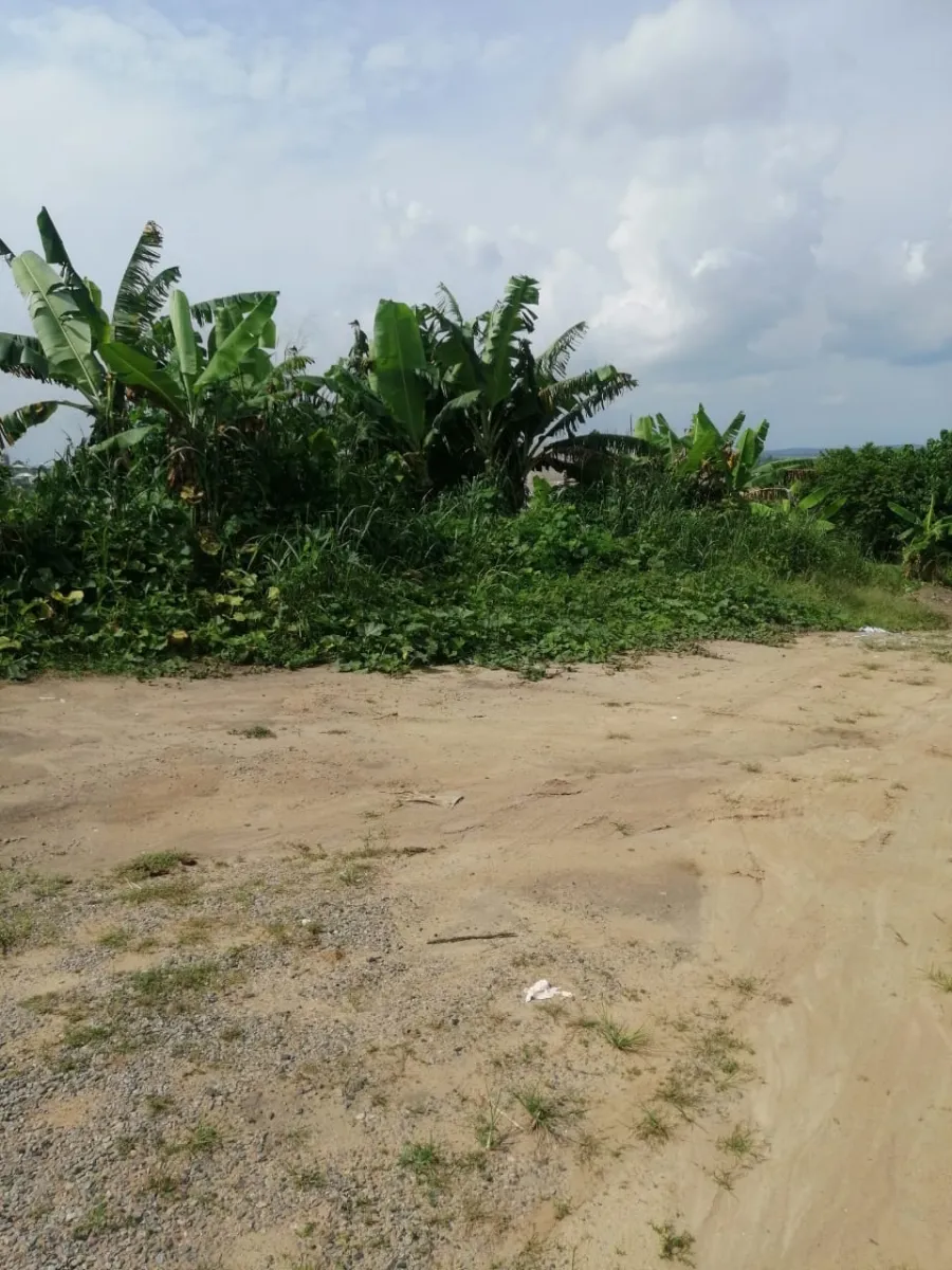 Terrain titré à vendre yassa bwang bakoko douala horizon 493m2 lea immobilier Cameroun