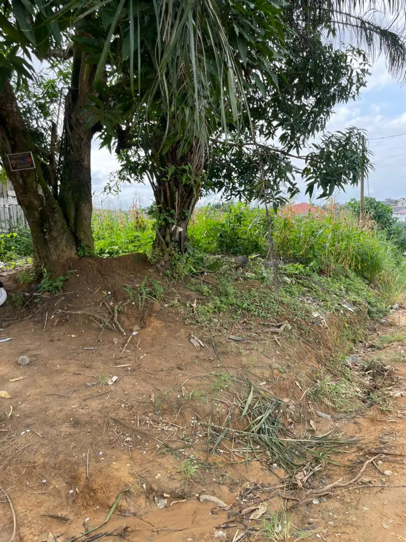 Terrain à vendre à Logbessou 2000m2 titre foncier 75000 FCFA/m2 lea immobilier Cameroun