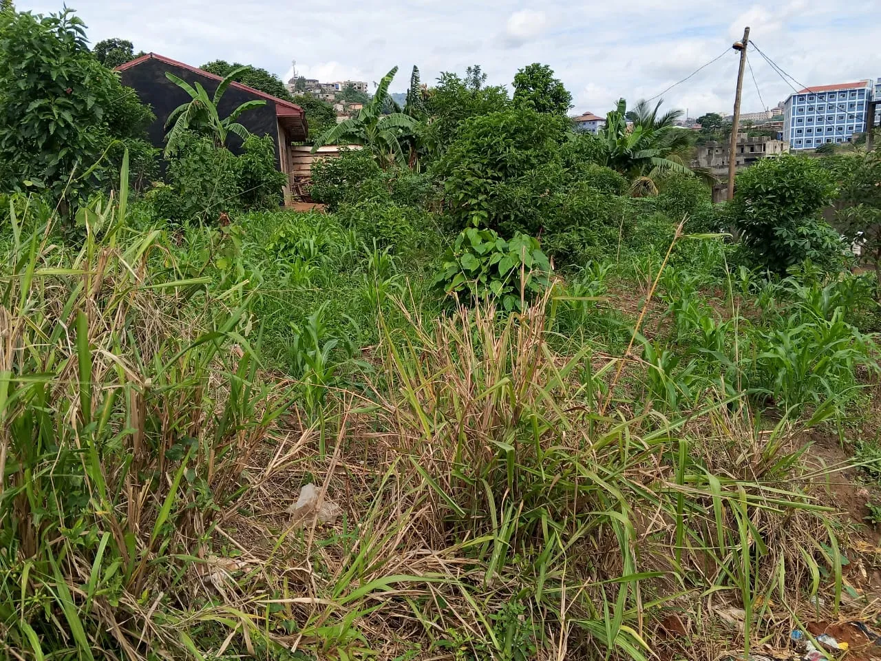 Terrain titré à vendre à Yaoundé  quartier Emana. Superficie 475m2 plat et sec a proximité du goudron, quartier fortement habité. lea immobilier Cameroun