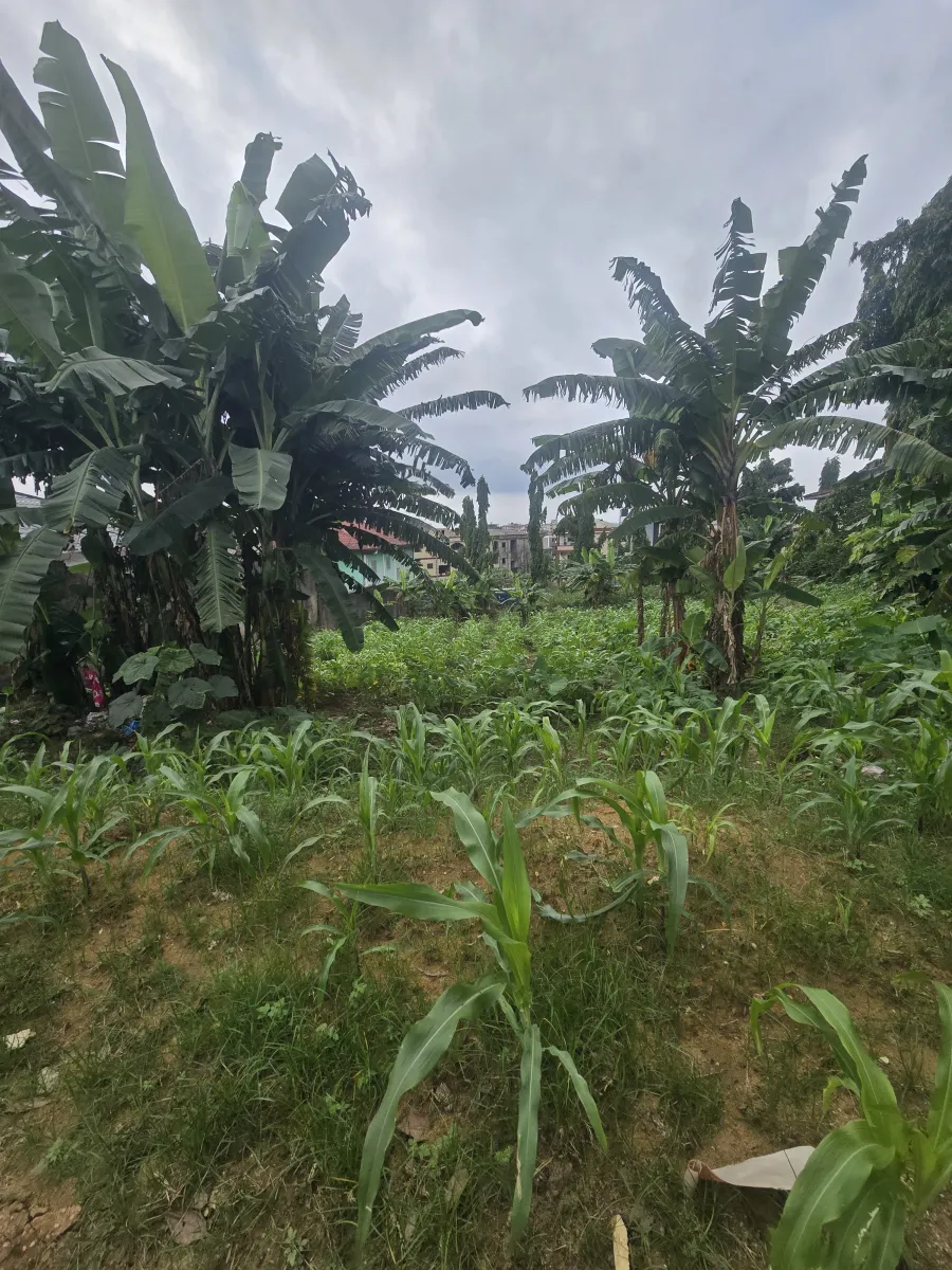 Terrain titré à vendre à kotto résidentiel commercial 1000m2 — Léa immobilier au Cameroun