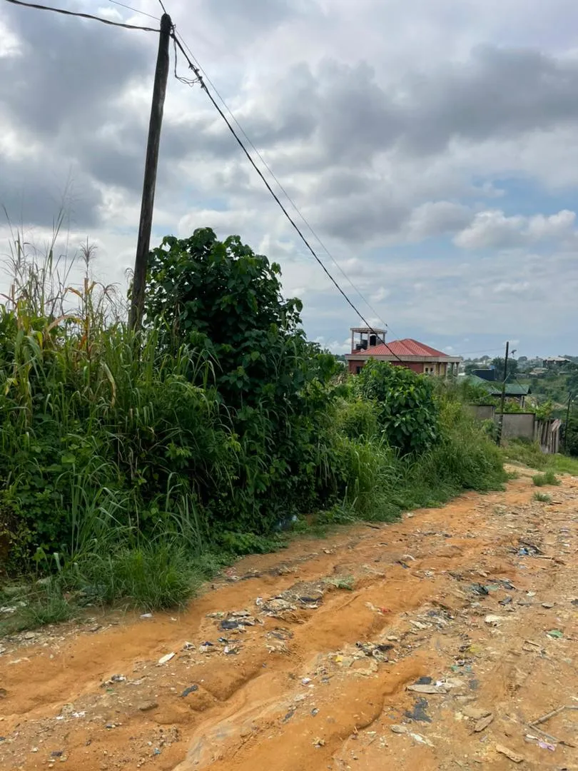 Terrain à vendre à Logbessou 2000m2 titre foncier 75000 FCFA/m2 — Léa immobilier au Cameroun